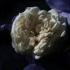 Madame Charles rose photo