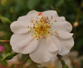 Cute Haze rose photo