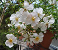 Cute Haze rose photo