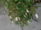 Cute Haze rose photo