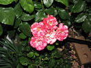 Crimson Flame rose photo