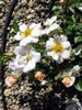 Silicon Valley Diamond rose photo