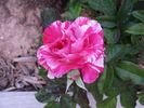 Tigress ™ rose photo