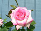 Mikayla Danille rose photo