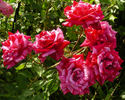 Freedom's Ring rose photo