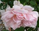 Oriane rose photo
