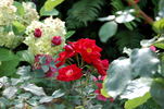 Fontaine rose photo
