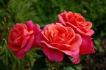 Alexander's Issie rose photo