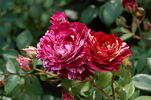 Belle d'Espinouse rose photo