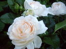 Louisa Stone rose photo