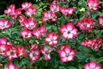 Cherry Meillandecor ® rose photo