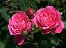 A Caen la Paix ® rose photo