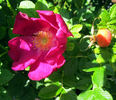 Rugspin rose photo