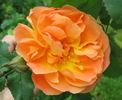 Q15-01 rose photo