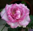 Avant Garde® rose photo