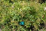 Green Snake rose photo