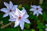 Snow Queen clematis photo