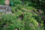 Pink Spray ® rose photo