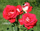 Brandenburg Gate ™ rose photo