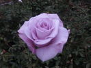 Madame Violet rose photo