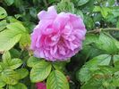 New Century rose photo