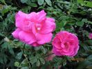 Balsgards Freja rose photo