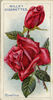 Corallina rose photo