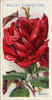 His Majesty rose photo