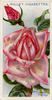 Mrs. Edward Mawley rose photo