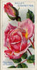 Countess of Gosford rose photo