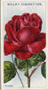 Avoca rose photo