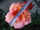 Kanon rose photo