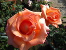 Kanon rose photo