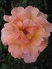 Kanon rose photo