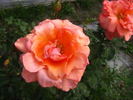 Kanon rose photo