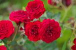 Anna Vena rose photo