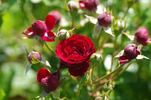 Anna Vena rose photo