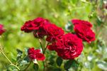 Anna Vena rose photo