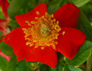 Diablo rose photo
