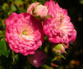 Elfinglo rose photo