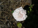 September Morn rose photo