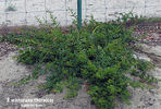 R. Wichurana 'Thornless' rose photo