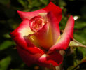 Eternal Flame rose photo