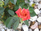 Tulsa Town rose photo