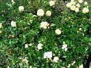 Sonnenschirm rose photo