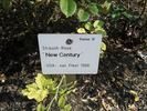 New Century rose photo
