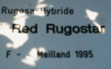 Red Rugostar ® rose photo