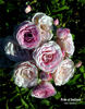 Pride of Oakland rose photo