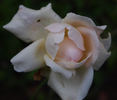 Fragrant Bouquet rose photo