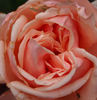 Antonin Dvorak rose photo